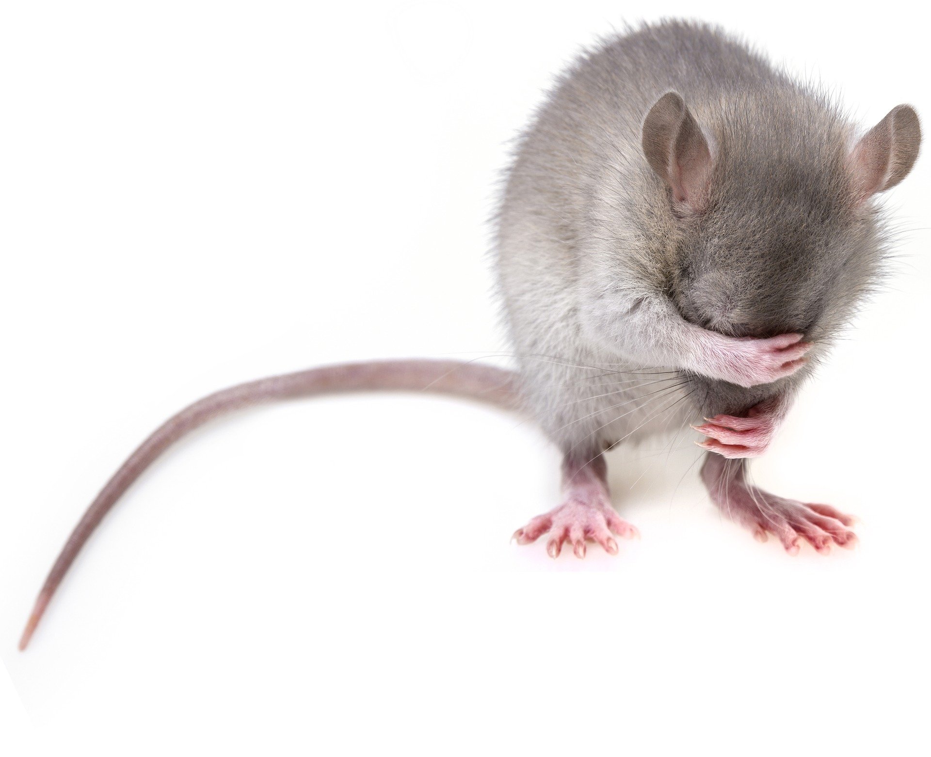 Rodent Control Hacks