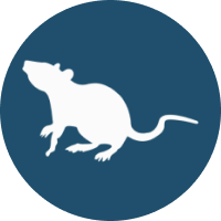 Rodent